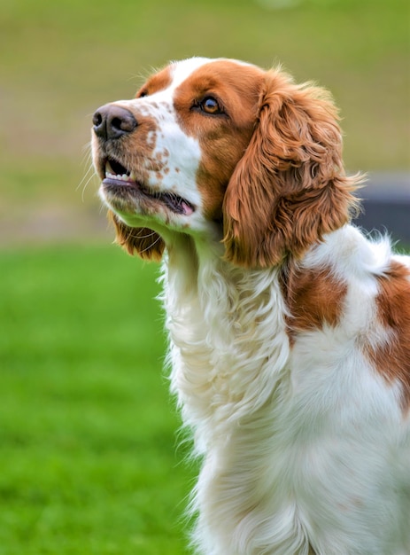 Foto close-up del cane che guarda da un'altra parte