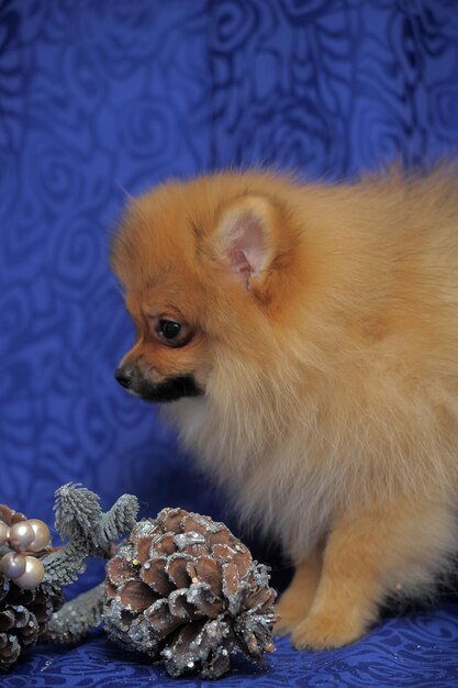 Photo close-up of a dog looking away