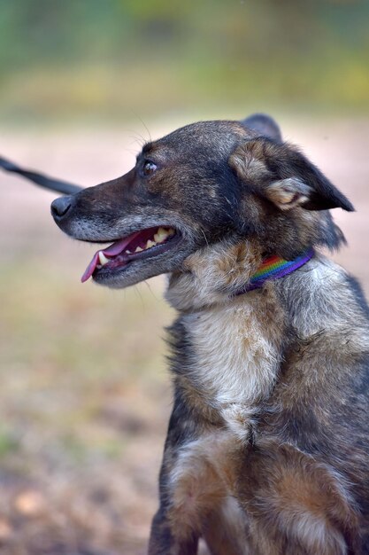 Foto close-up del cane che guarda da un'altra parte