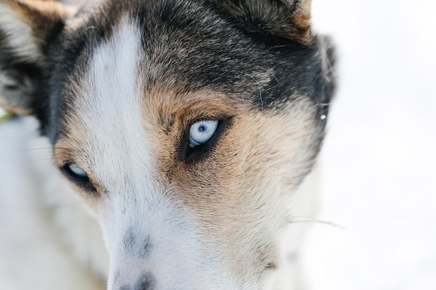 遠くを見回す犬のクローズアップ