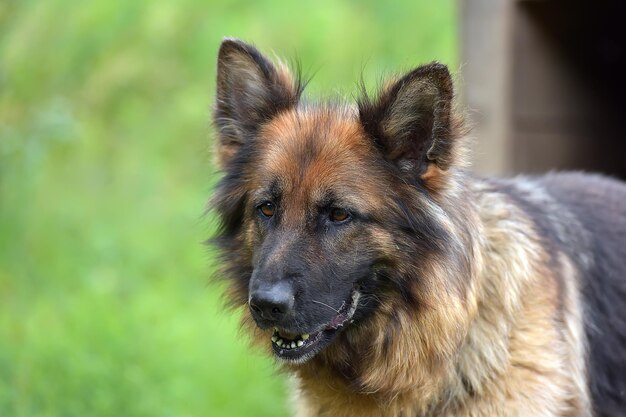 Foto close-up del cane che guarda da un'altra parte