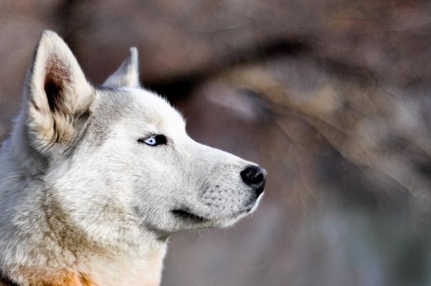 close-up of dog looking away