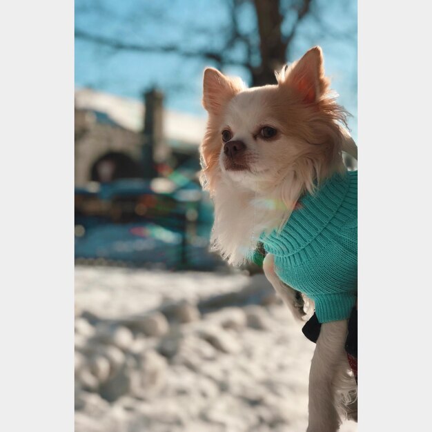 Photo close-up of dog looking away