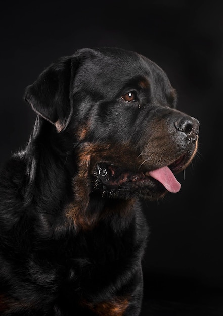 Photo close-up of dog looking away