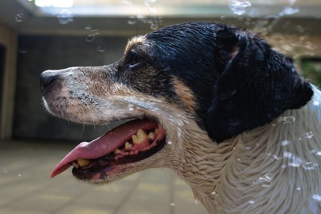 Photo close-up of dog looking away