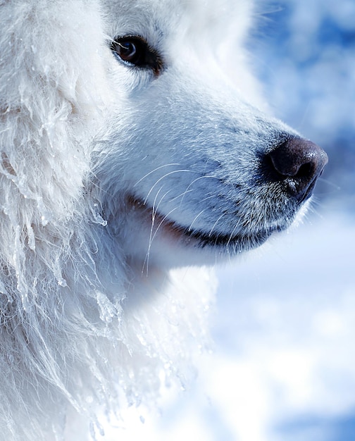 Photo close-up of dog looking away