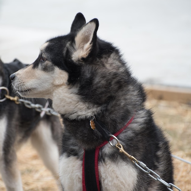 遠くを見回す犬のクローズアップ
