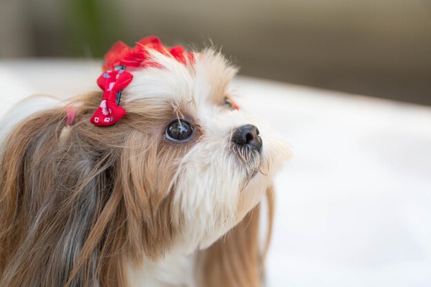 遠くを見回す犬のクローズアップ