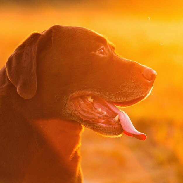 Foto close-up del cane che guarda da un'altra parte