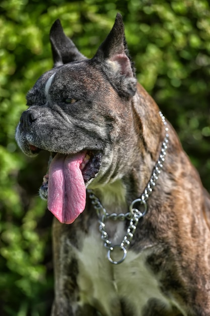 Photo close-up of dog looking away