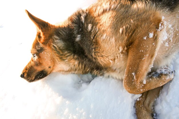 Photo close-up of dog looking away