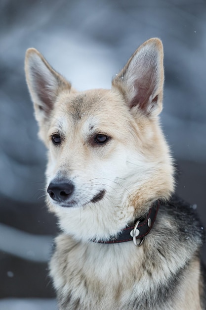 Foto close-up del cane che guarda da un'altra parte