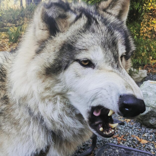 Foto close-up del cane che guarda da un'altra parte