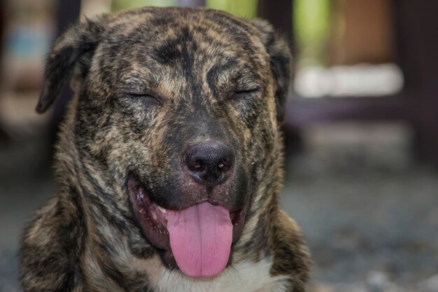 遠くを見回す犬のクローズアップ