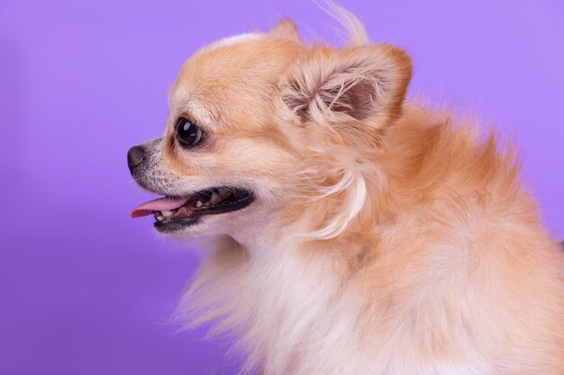 Close-up of a dog looking away