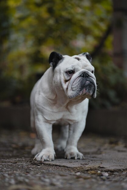 Photo close-up of a dog looking away