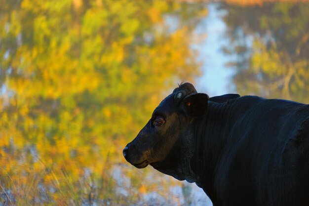 Close-up of a dog looking away