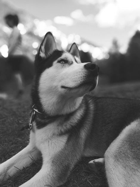 Photo close-up of dog looking away