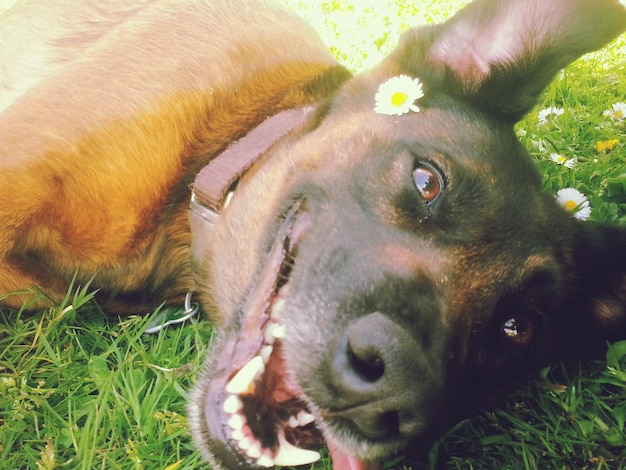 Photo close-up of dog looking away