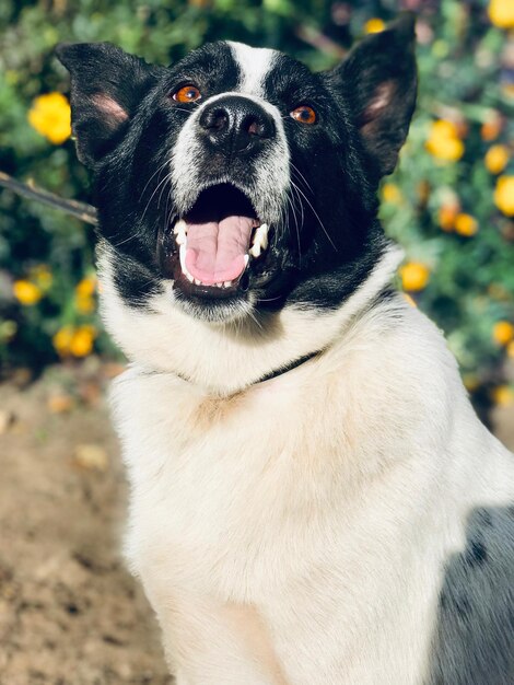 Photo close-up of a dog looking away