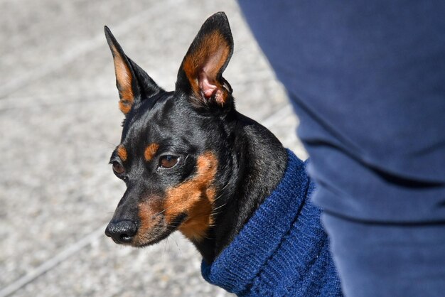 Photo close-up of dog looking away