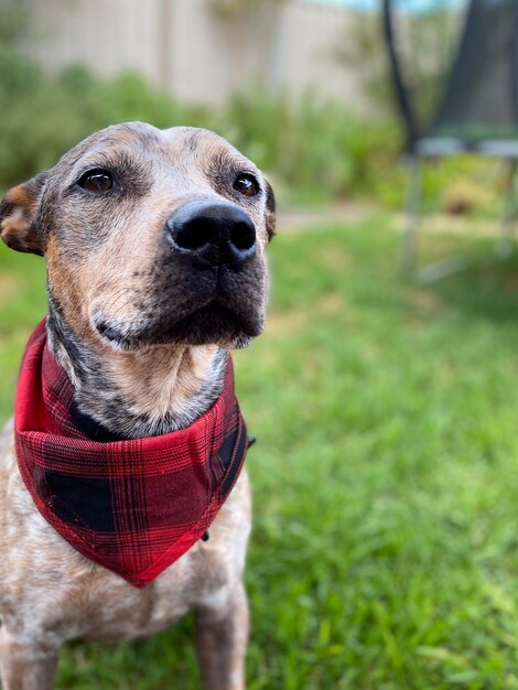 Foto close-up di un cane che guarda da un'altra parte