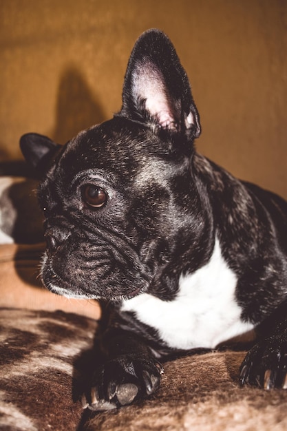 Close-up of a dog looking away