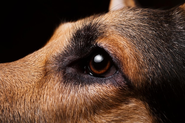 Foto close-up di un cane che guarda da un'altra parte