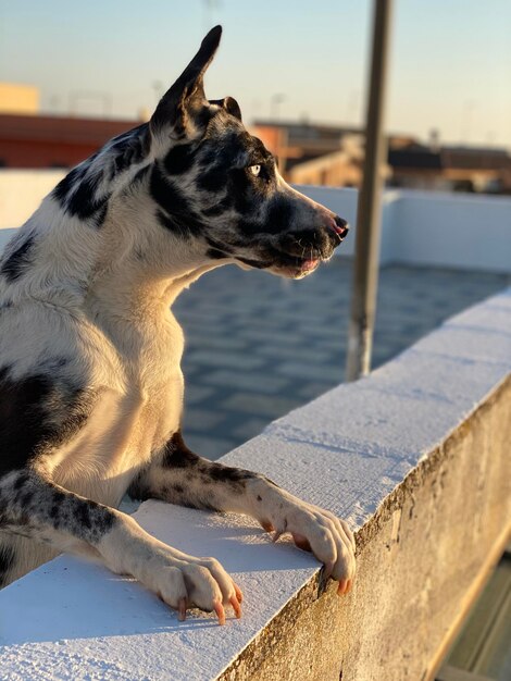 Foto close-up di un cane che guarda da un'altra parte