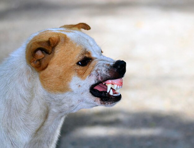 Photo close-up of a dog looking away