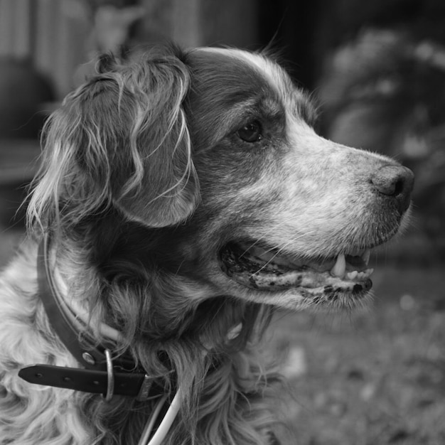 Photo close-up of dog looking away