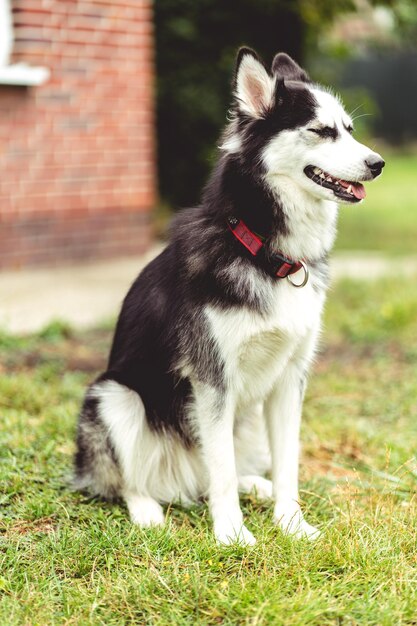 Photo close-up of a dog looking away