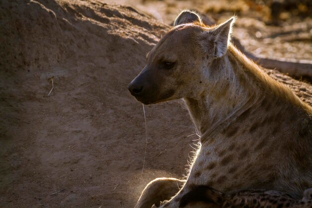 Close-up of a dog looking away