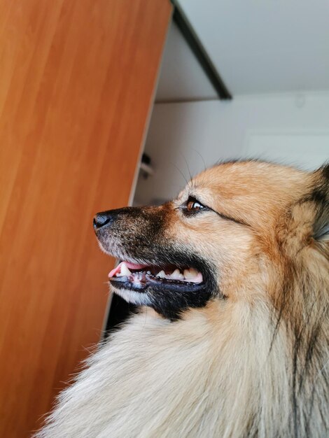 Close-up of a dog looking away