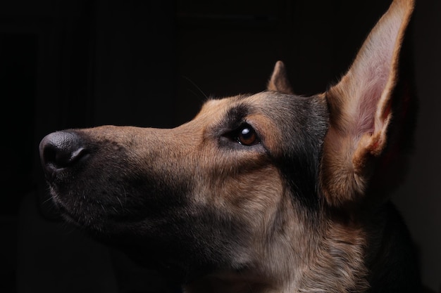 遠くを見回す犬のクローズアップ