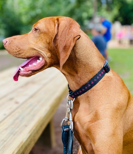 Foto close-up di un cane che guarda da un'altra parte