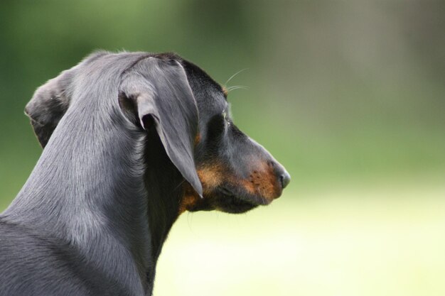 Foto close-up di un cane che guarda da un'altra parte