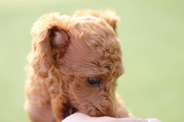 Photo close-up of a dog looking away