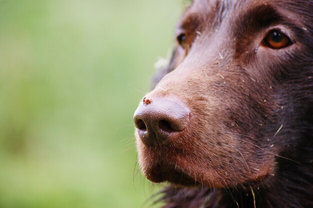 Close-up of a dog looking away