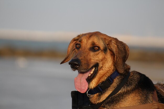 Foto close-up di un cane che guarda da un'altra parte