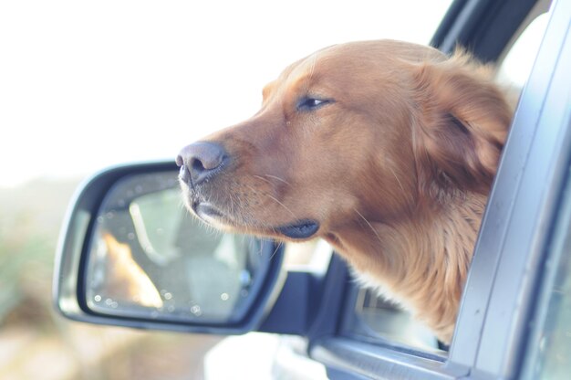 遠くを見回す犬のクローズアップ