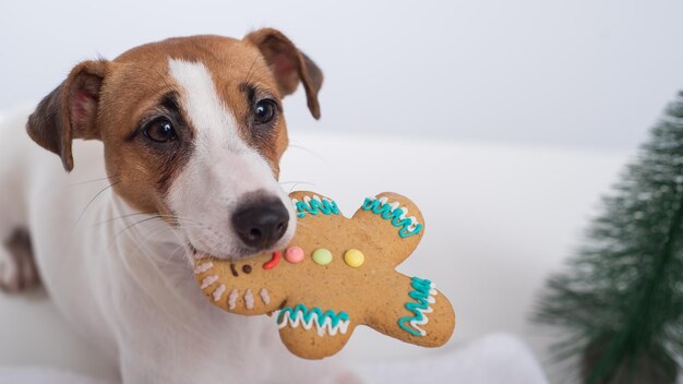 Photo close-up of a dog looking away