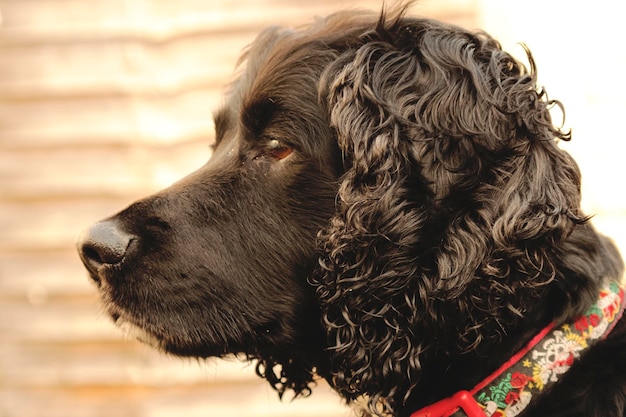 Photo close-up of a dog looking away