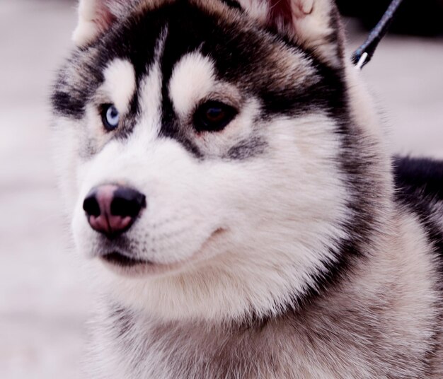 Photo close-up of dog looking away