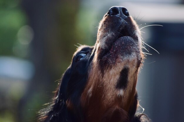 Photo close-up of a dog looking away