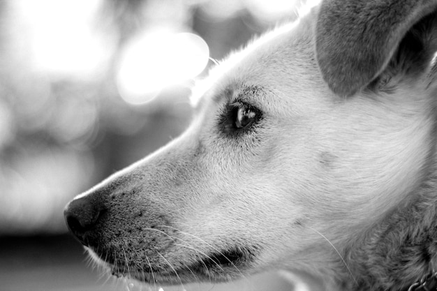 遠くを見回す犬のクローズアップ