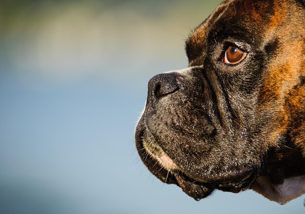 Foto close-up del cane che guarda da un'altra parte