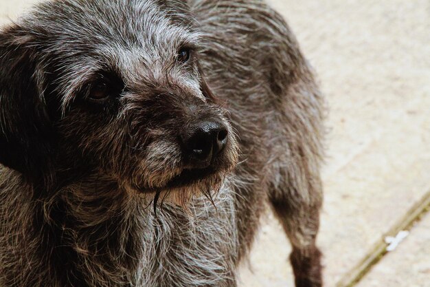 Photo close-up of a dog looking away