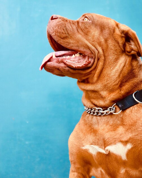 Close-up of dog looking away