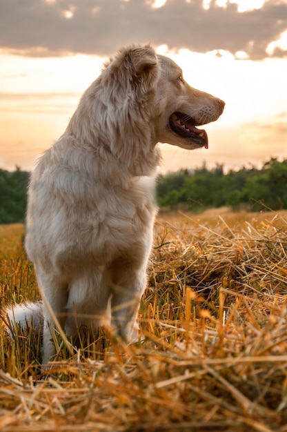 Foto close-up di un cane che guarda da un'altra parte